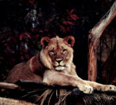 7 Fakta Mencengangkan Hewan Nokturnal, Adaptasi Super dan Strategi Bertahan Hidup di Dunia Gelap Malam