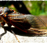 7 Fakta Mengejutkan Cicada Yang Hidup Bertahun-tahun, Suaranya Bisa Memekakkan Telinga!