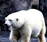 7 Hewan Tangguh Penguasa Salju, Kisah Adaptasi Luar Biasa di Dunia Beku yang Memukau