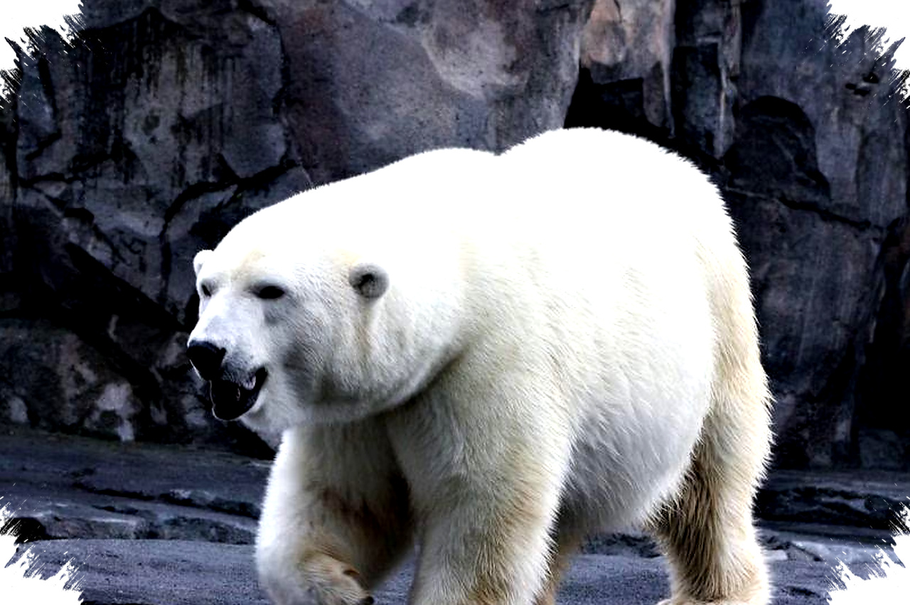 7 Hewan Tangguh Penguasa Salju, Kisah Adaptasi Luar Biasa di Dunia Beku yang Memukau