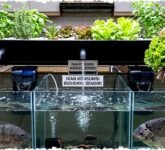 7 Jenis Ikan yang Bisa Dibudidayakan di Akuarium Besar untuk Konsumsi, Peluang Panen Efisien di Rumah! 7 Jenis Ikan yang Bisa Dibudidayakan di Akuarium Besar untuk Konsumsi, Peluang Panen Efisien di Rumah!
