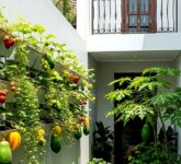 7 Model Kebun Buah Gantung Di Tembok Sempit, Solusi Hijau Yang Ternyata Mudah Dan Cepat Panen
