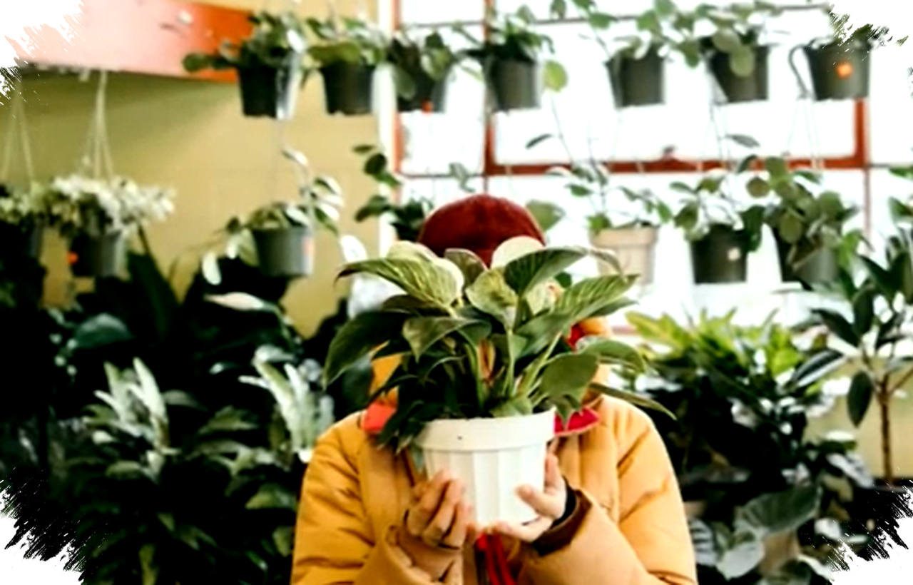 7 Tanaman Pembersih Udara Kamar Yang Membantu Tidur Lebih Nyaman, Ini Pilihan Paling Efektifnya 7 Tanaman Pembersih Udara Kamar Yang Membantu Tidur Lebih Nyaman, Ini Pilihan Paling Efektifnya