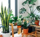 7 Tanaman Pembersih Udara, Lawan Racun Tersembunyi di Rumah dengan Cara Alami 7 Tanaman Pembersih Udara, Lawan Racun Tersembunyi di Rumah dengan Cara Alami