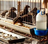 7 Ternak Murah Meriah Modal Kecil yang Bisa Selamatkan Ekonomi Anda, Peluang Raih Untung Besar Tanpa Risiko!