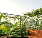 8 Desain Kebun Buah di Rooftop Rumah, Lahan Sempit Pun Bisa Panen Tiap Hari