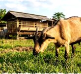 8 Jenis Rumput Favorit Kambing yang Mudah Tumbuh di Pekarangan, Rahasia Pakan Berkualitas dan Produktivitas Maksimal! 8 Jenis Rumput Favorit Kambing yang Mudah Tumbuh di Pekarangan, Rahasia Pakan Berkualitas dan Produktivitas Maksimal!