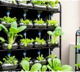 9 Sayuran Berdaun Hijau Panen Kilat 3–4 Minggu, Dari Kangkung Sampai Bayam Siap Petik Segar!