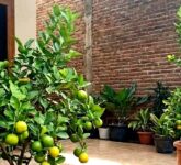 9 Tanaman Buah Dalam Pot Untuk Rumah Cluster dan Perkotaan, Rahasia Panen Segar di Lahan Terbatas yang Tak Pernah Terungkap!