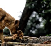 Anak Harimau Benggala Hara Meninggal Mendadak, BBKSDA Jabar Tunggu Hasil Nekropsi Medis Lengkap