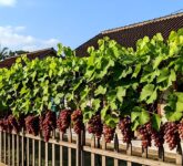 Anggur Merambat di Pagar Rumah, Langkah Rapi Yang Ternyata Bisa Jadi Panen Untung