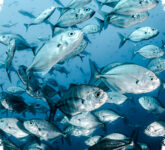 Apa Jadinya Jika Lautan Tanpa Ikan, Ekosistem Rusak dan Krisis Pangan Mengancam Manusia