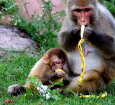 Apakah Monyet Benar-Benar Menyukai Pisang, Fakta Mengejutkan di Balik Mitos Populer Alam Liar