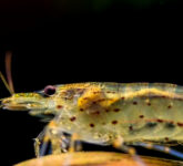 Apakah Udang Memiliki Otak Sebenarnya, Kecil Namun Mampu Memproses Informasi Sensorik dengan Sistem Saraf Terspesialisasi