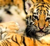 BBKSDA Jabar Ungkap Penyebab Huru Dan Hara Mati, FPV Serang Dua Harimau Muda Bandung Zoo