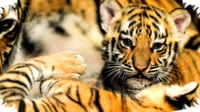 BBKSDA Jabar Ungkap Penyebab Huru Dan Hara Mati, FPV Serang Dua Harimau Muda Bandung Zoo