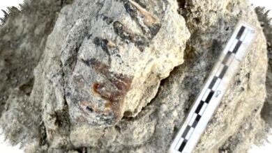 Batu Purba 2 Miliar Tahun Dibelah, Mikroba Tertua Buka Petunjuk Asal Kehidupan