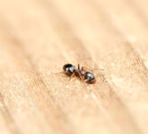 Benarkah Semut Tak Pernah Tidur, Fakta Ilmiah Ungkap Pola Tidur Mikro yang Membuat Koloni Tetap Hidup 24 Jam