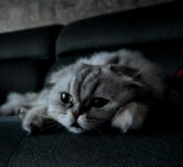 Bolehkah Meninggalkan Kucing Sendirian Saat Mudik, Ini Batas Aman yang Perlu Kamu Tahu!