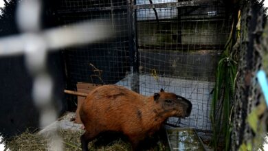 Brutalitas Tak Beralasan Menghantui Rio de Janeiro, Delapan Pelaku Penganiayaan Kapibara Terbesar Dunia Ditangkap