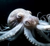 Bukan Kera Penguasa Bumi Setelah Manusia Punah, Gurita Cerdas Jadi Kandidat Terkuat Evolusi Membangun Peradaban Baru