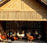 Bukan Sekadar Hemat, Kandang Ayam Bambu Ini Menang di Sirkulasi Udara dan Kesehatan Ayam