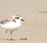 Cerek Salju Ahli Kamuflase Nyaris Tak Terlihat Di Pasir, Strategi Bertahan Hidup Mengagumkan Di Tengah Ancaman Manusia