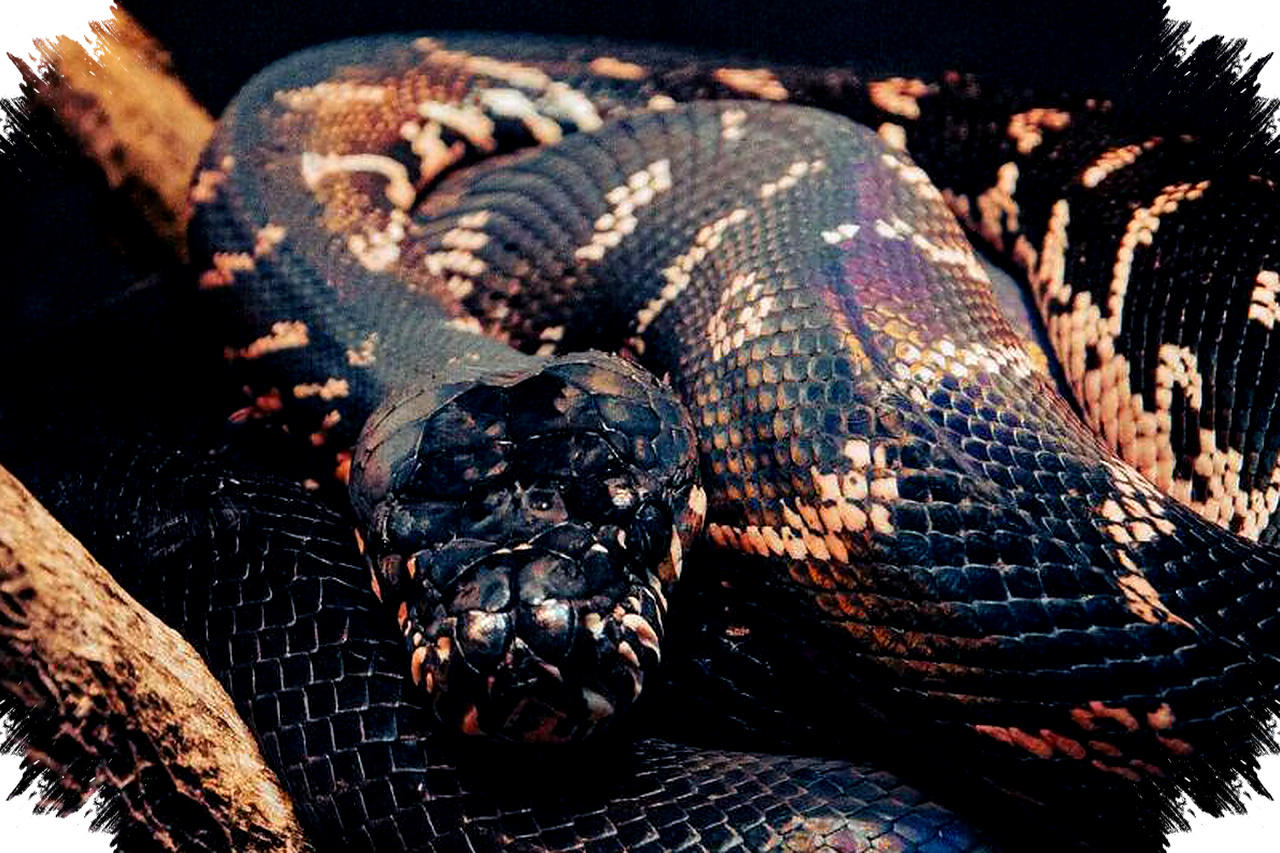 Evolusi Kanibalisme pada Ular Terungkap, Strategi Bertahan Hidup dan Keuntungan Evolusioner Mengejutkan