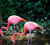 Flamingo Tak Terlahir Pink, Makanan Jadi Penentu Warna Mereka