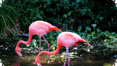 Flamingo Tak Terlahir Pink, Makanan Jadi Penentu Warna Mereka