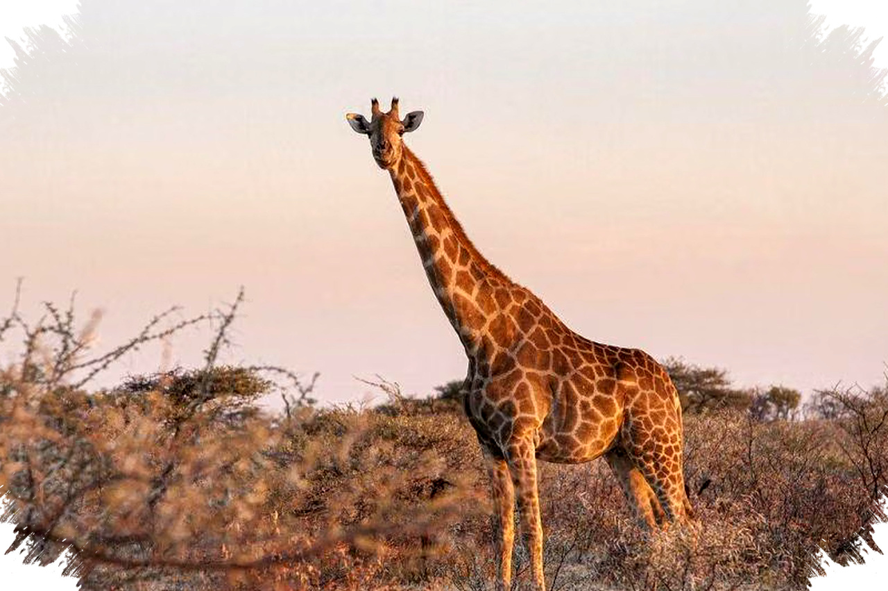 Gak Disangka Hewan Ini Punya Lebih dari Satu Perut, Rahasia Hidup dan Bertahan di Alam yang Penuh Tantangan Gak Disangka Hewan Ini Punya Lebih dari Satu Perut, Rahasia Hidup dan Bertahan di Alam yang Penuh Tantangan