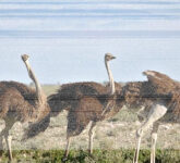 Gampang Lupa Bahkan Dalam Hitungan Detik, Kenali 7 Hewan dengan Ingatan Terburuk di Alam