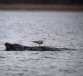 Humpback Di Laut Baltik Jerman Melemah, Harapan Kembali Ke Atlantik Kian Tipis