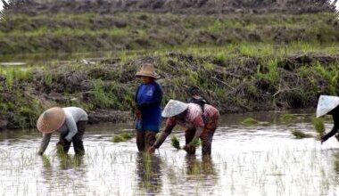 Jawa Barat Hadapi Kemarau Panjang, Kementan Perkuat Air dan Benih Padi