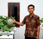 Kebun Buah Hidroponik Di Rumah, Stroberi Dan Tomat Cherry Paling Mudah Panen cepat