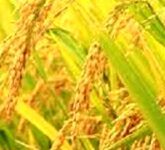 Kenali Serangan Hama Padi Sejak Awal, Tangkal Wereng dan Hawar untuk Panen Aman Petani Pemula!