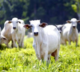 Kenapa Ada Sapi Bertanduk dan Ada yang Polled Genetik Dominan dan Intervensi Manusia Memicu Perbedaan Dramatis