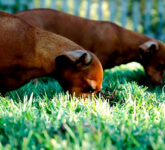 Kenapa Anjing Terus Makan Rumput Padahal Bisa Bahaya, Fakta Mengejutkan Tentang Kebiasaan Ini Terungkap!