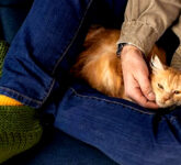 Kenapa Kucing Memilih Pangkuan Kita, Saat Tubuh Manusia Jadi Pemanas Alami Mereka? Kenapa Kucing Memilih Pangkuan Kita, Saat Tubuh Manusia Jadi Pemanas Alami Mereka?