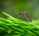 Kenapa Nyamuk Membeludak Saat Hujan, Rahasia Genangan Air dan Kelembapan yang Mengintai Rumahmu!