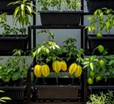 Lahan 2x3 Meter Bukan Batas, 9 Ide Kebun Buah Yang Tetap Produktif dan Estetik