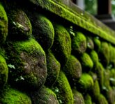 Lumut Menggerogoti Batu Alam, 5 Cara Ampuh Membersihkan Agar Tampak Bersih dan Tetap Awet!