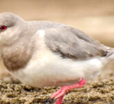 Magellanic Plover Burung Pantai Langka yang Menghasilkan Susu Tembolok, Unik dan Terancam Punah di Ujung Dunia Patagonia