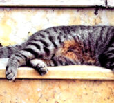 Manusia Dengan Ekor Aktif Menggenggam, Evolusi Terbalik Ubah Anatomi Keseimbangan dan Gaya Hidup Modern Drastis