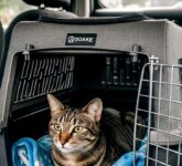 Membawa Kucing Peliharaan Mudik Bukan Sekadar Perjalanan, Ini Kunci Utama Agar Tetap Aman dan Bebas Stres!