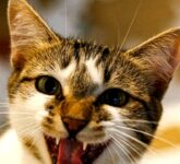 Menerjemahkan Suara Meow Kucing, Rahasia Anabul Berbicara Lewat Meongan yang Jarang Diketahui Pemilik!