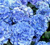 Mengapa Biru Begitu Langka Di Alam, Fakta Hewan Dan Tumbuhan Yang Hampir Mustahil Biru