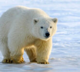 Menguak Rahasia Bulu Putih Beruang Kutub, Kamuflase Hidup di Atas Es Terancam Perubahan Iklim Menguak Rahasia Bulu Putih Beruang Kutub, Kamuflase Hidup di Atas Es Terancam Perubahan Iklim