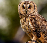 Menguak Rahasia Burung Hantu Memutar Kepala 270 Derajat, Aliran Darah Tetap Lancar Tanpa Putus!