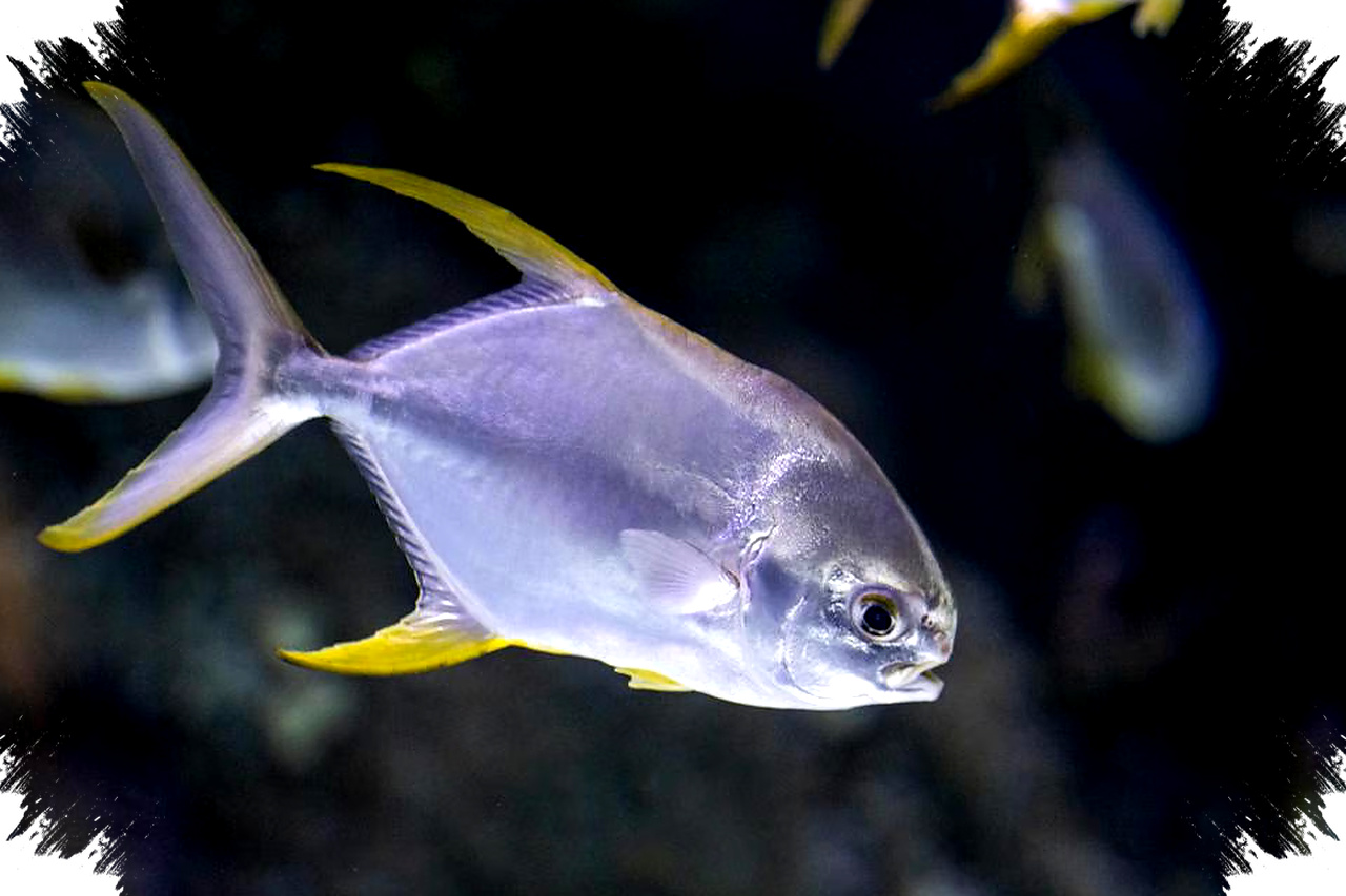 Menguak Rahasia Tubuh Ikan Tanpa Sisik, Alasan Evolusi dan Perlindungan Alami yang Tak Terduga!